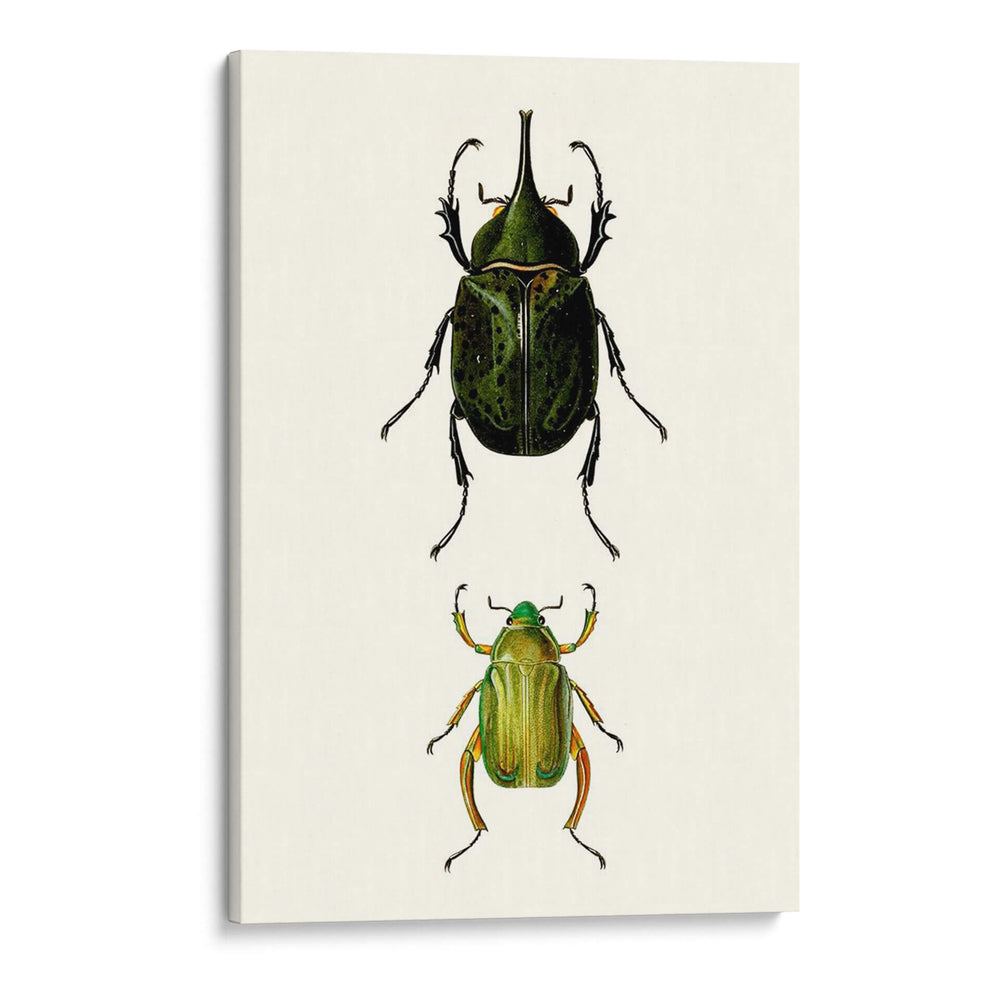 Entomología Serie Iv - Blanchard | Cuadro decorativo de Canvas Lab