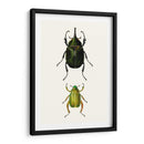 Entomología Serie Iv - Blanchard | Cuadro decorativo de Canvas Lab