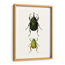 Entomología Serie Iv - Blanchard | Cuadro decorativo de Canvas Lab