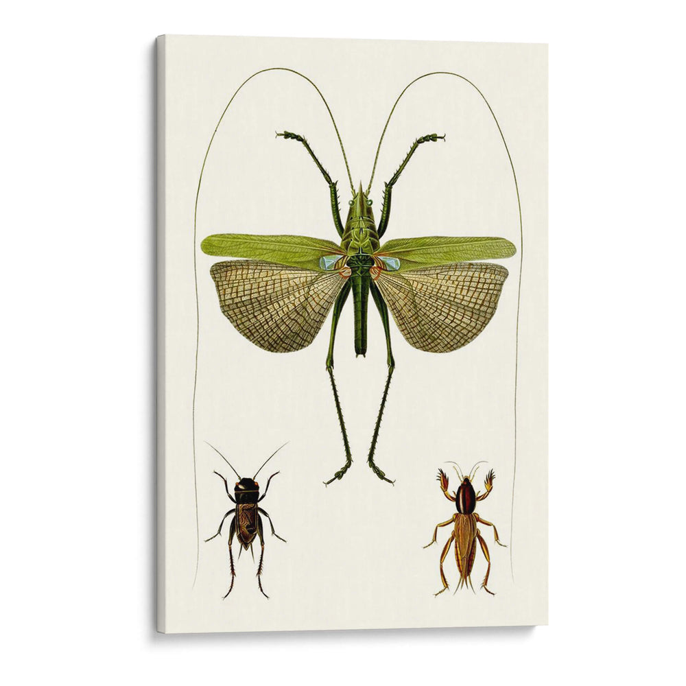 Serie De Entomología V - Blanchard | Cuadro decorativo de Canvas Lab