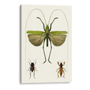 Serie De Entomología V - Blanchard | Cuadro decorativo de Canvas Lab