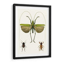Serie De Entomología V - Blanchard | Cuadro decorativo de Canvas Lab