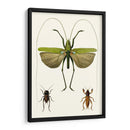 Serie De Entomología V - Blanchard | Cuadro decorativo de Canvas Lab