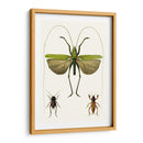 Serie De Entomología V - Blanchard | Cuadro decorativo de Canvas Lab