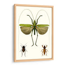 Serie De Entomología V - Blanchard | Cuadro decorativo de Canvas Lab