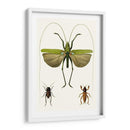 Serie De Entomología V - Blanchard | Cuadro decorativo de Canvas Lab