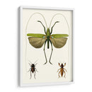 Serie De Entomología V - Blanchard | Cuadro decorativo de Canvas Lab