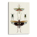 Serie Entomology Vi - Blanchard | Cuadro decorativo de Canvas Lab