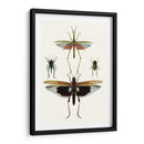 Serie Entomology Vi - Blanchard | Cuadro decorativo de Canvas Lab