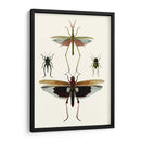 Serie Entomology Vi - Blanchard | Cuadro decorativo de Canvas Lab