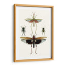 Serie Entomology Vi - Blanchard | Cuadro decorativo de Canvas Lab