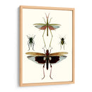Serie Entomology Vi - Blanchard | Cuadro decorativo de Canvas Lab