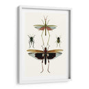 Serie Entomology Vi - Blanchard | Cuadro decorativo de Canvas Lab