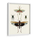 Serie Entomology Vi - Blanchard | Cuadro decorativo de Canvas Lab