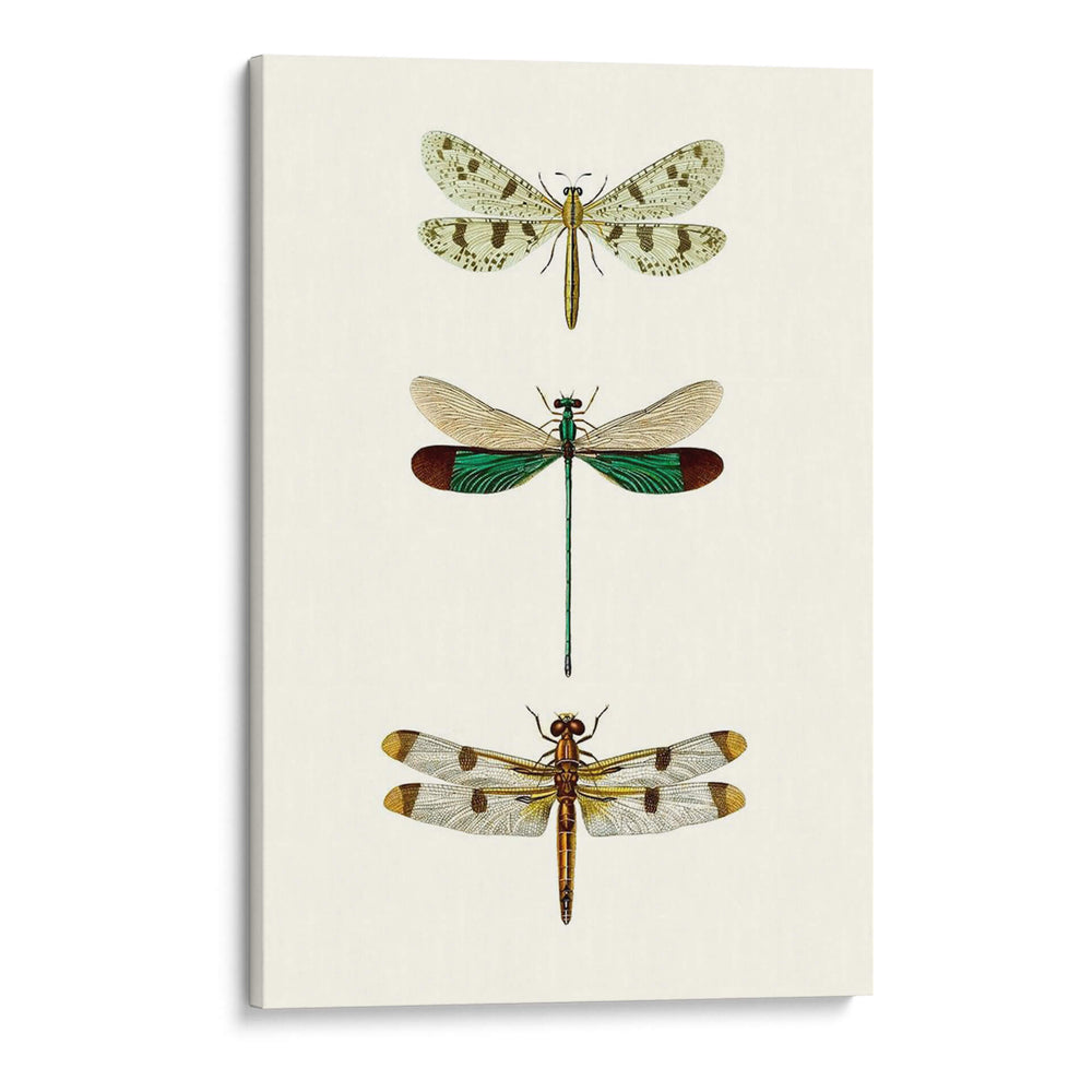 Serie Entomology Vii - Blanchard | Cuadro decorativo de Canvas Lab