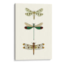 Serie Entomology Vii - Blanchard | Cuadro decorativo de Canvas Lab