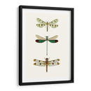 Serie Entomology Vii - Blanchard | Cuadro decorativo de Canvas Lab