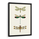 Serie Entomology Vii - Blanchard | Cuadro decorativo de Canvas Lab