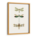 Serie Entomology Vii - Blanchard | Cuadro decorativo de Canvas Lab