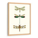 Serie Entomology Vii - Blanchard | Cuadro decorativo de Canvas Lab