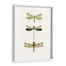 Serie Entomology Vii - Blanchard | Cuadro decorativo de Canvas Lab