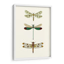 Serie Entomology Vii - Blanchard | Cuadro decorativo de Canvas Lab