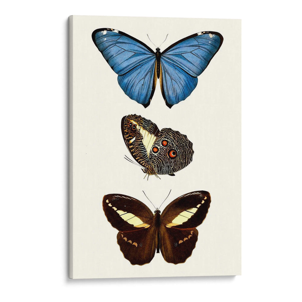 Serie De Entomología Viii - Blanchard | Cuadro decorativo de Canvas Lab