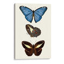Serie De Entomología Viii - Blanchard | Cuadro decorativo de Canvas Lab