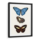 Serie De Entomología Viii - Blanchard | Cuadro decorativo de Canvas Lab