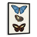 Serie De Entomología Viii - Blanchard | Cuadro decorativo de Canvas Lab