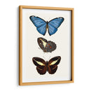 Serie De Entomología Viii - Blanchard | Cuadro decorativo de Canvas Lab