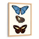 Serie De Entomología Viii - Blanchard | Cuadro decorativo de Canvas Lab