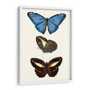 Serie De Entomología Viii - Blanchard | Cuadro decorativo de Canvas Lab
