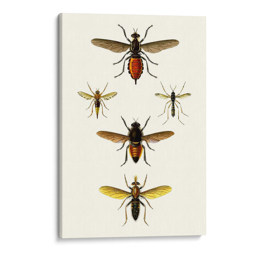 Entomología Serie Ix - Blanchard | Cuadro decorativo de Canvas Lab