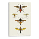 Entomología Serie Ix - Blanchard | Cuadro decorativo de Canvas Lab