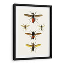 Entomología Serie Ix - Blanchard | Cuadro decorativo de Canvas Lab