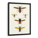 Entomología Serie Ix - Blanchard | Cuadro decorativo de Canvas Lab
