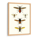 Entomología Serie Ix - Blanchard | Cuadro decorativo de Canvas Lab
