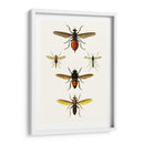 Entomología Serie Ix - Blanchard | Cuadro decorativo de Canvas Lab