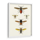 Entomología Serie Ix - Blanchard | Cuadro decorativo de Canvas Lab