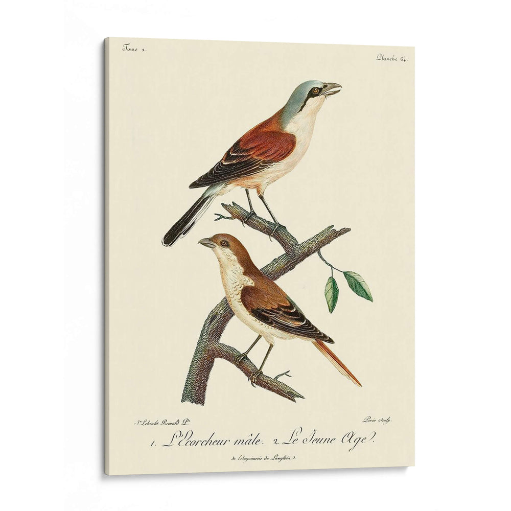 Pájaros Franceses Vintage I - de Langlois | Cuadro decorativo de Canvas Lab