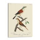 Pájaros Franceses Vintage I - de Langlois | Cuadro decorativo de Canvas Lab