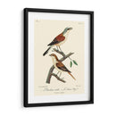 Pájaros Franceses Vintage I - de Langlois | Cuadro decorativo de Canvas Lab