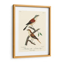 Pájaros Franceses Vintage I - de Langlois | Cuadro decorativo de Canvas Lab