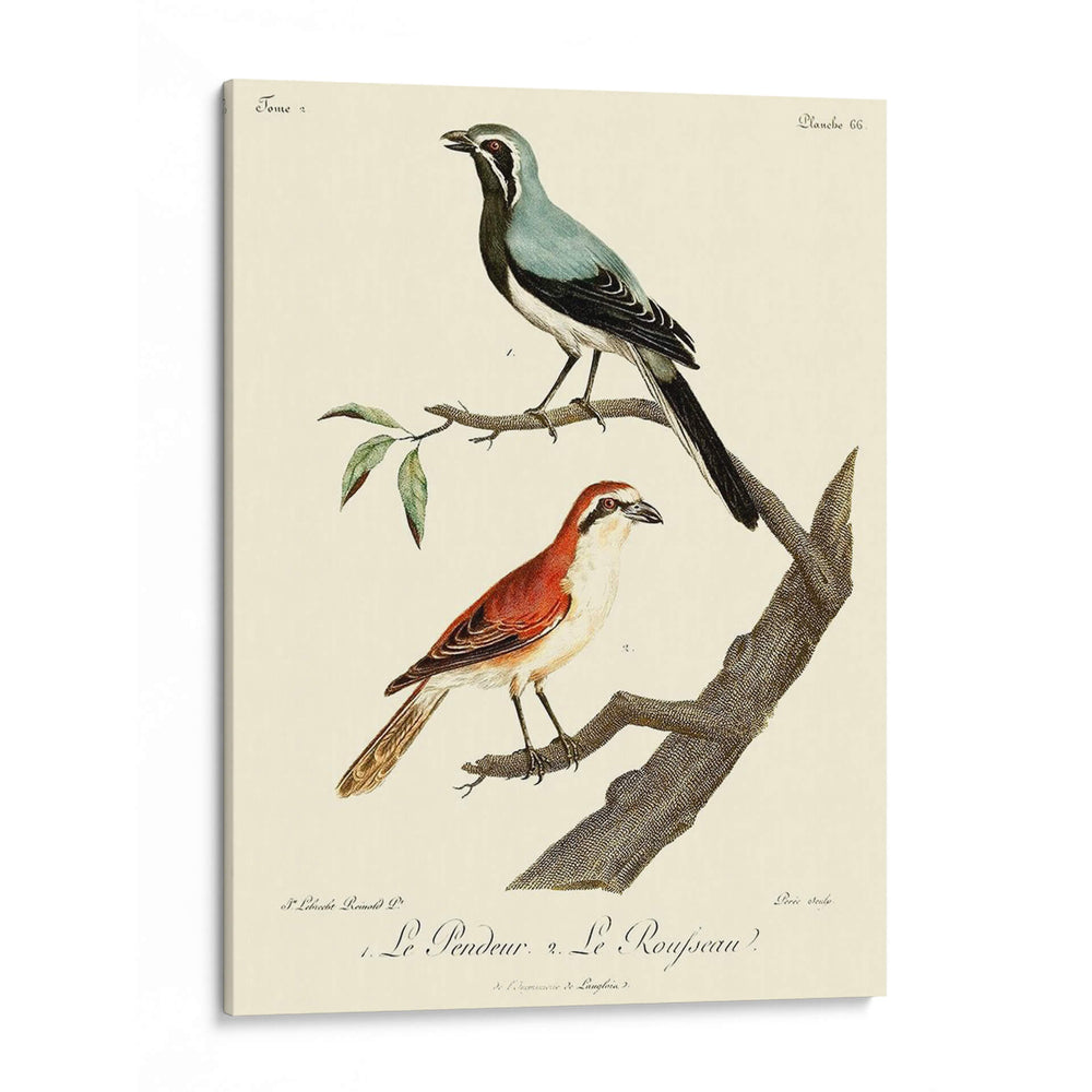 Pájaros Franceses Vintage Ii - de Langlois | Cuadro decorativo de Canvas Lab