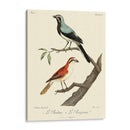 Pájaros Franceses Vintage Ii - de Langlois | Cuadro decorativo de Canvas Lab