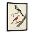 Pájaros Franceses Vintage Ii - de Langlois | Cuadro decorativo de Canvas Lab