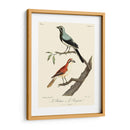 Pájaros Franceses Vintage Ii - de Langlois | Cuadro decorativo de Canvas Lab