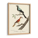 Pájaros Franceses Vintage Ii - de Langlois | Cuadro decorativo de Canvas Lab