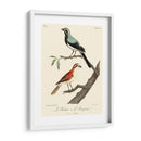 Pájaros Franceses Vintage Ii - de Langlois | Cuadro decorativo de Canvas Lab